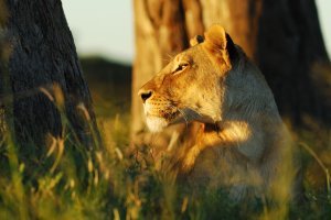 Traceur GPS communicant LoRa