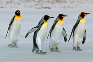 Physical Coordination in Animals